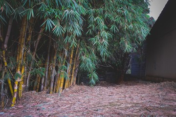 palm trees in the park