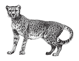 Cheetah (Acinonyx jubatus) / vintage illustration from Brockhaus Konversations-Lexikon 1908