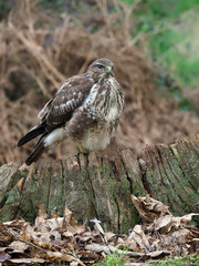 Common buzzard, Buteo buteo