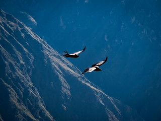 Birds flying in the mountains