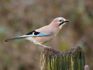 Jay, Garrulus glandarius