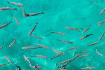Fototapeta na wymiar Fish eating and swimming in the ocean