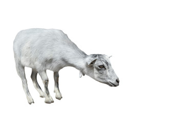 Very funny white goat standing full length cut out. Farm animals.