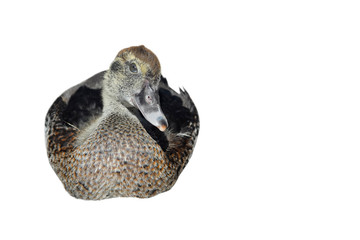 Domestic duckling sitting isolated on white background. Farm water birds