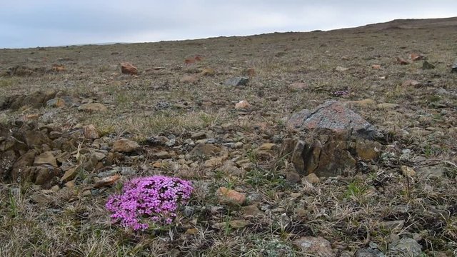 Moss campion / cushion pink (Silene acaulis) in flower on serpentine debris at the Keen of Hamar nature reserve, Unst, Shetland Islands, Scotland, UK