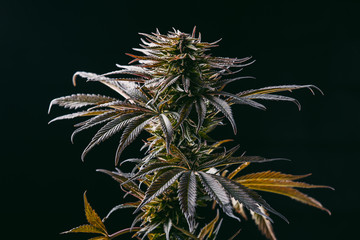 grow cannabis Medical marijuana