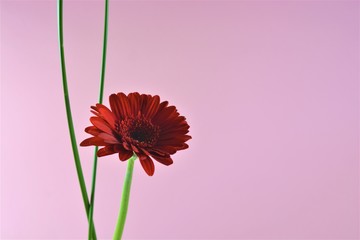 Ikebana flower arrangement in front of a pink background with a daisy