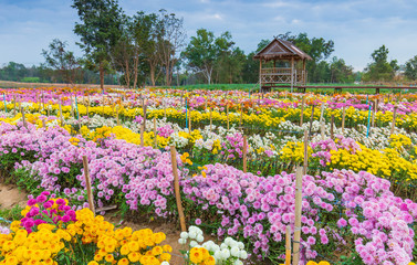 Chrysanthemum, Beautiful flower in the garden. Udonthaini, Thailand.