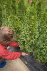 Local business - sale of plants. Woman business owner takes out a small seedling of green arborvitae. Caring for the environment