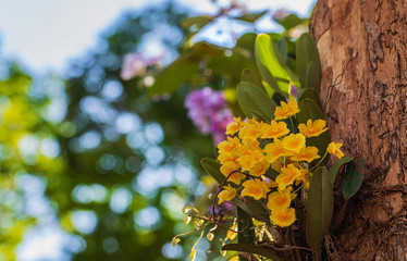 Dendrobium lindleyi Steud., Beautiful rare wild orchids in tropical forest of Thailand.