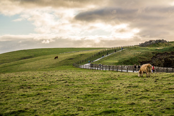 Moher cliffs
