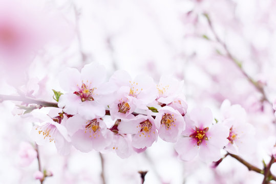 Delicate pink flowers on peach and plum branches in the spring garden. Floral gentle art background.