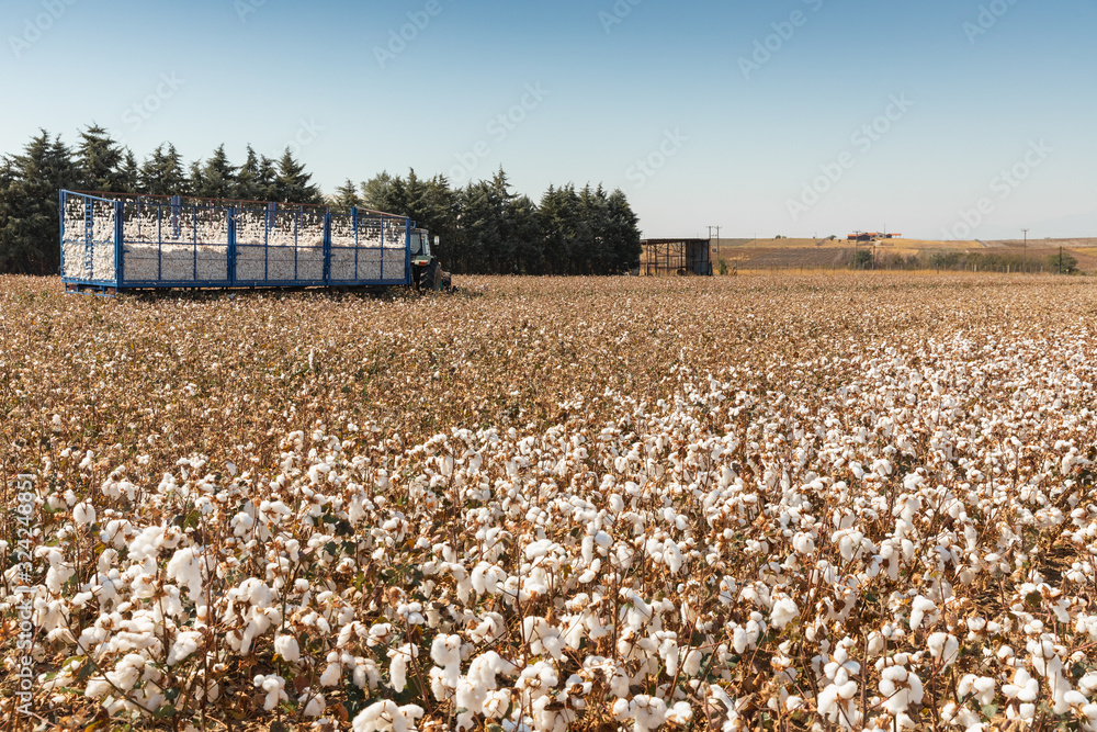 Wall mural Seed cotton in a tractor trolley after harvest in a field in Komotini, Greece