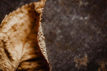 Trauer, Traurigkeit, Verlust -  vertrocknetes Blatt auf verrosteten Blech als Hintergrund  mit Tropfen