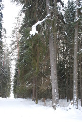 Варан на ветке из снега