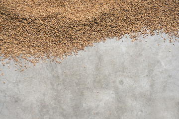 Top view of paddy rice or rice seed  with blank copyspace