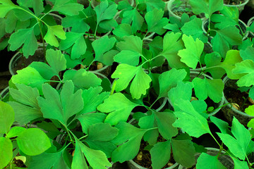 Fototapeta na wymiar young green leaves ginkgo save world concept, ginkgo biloba in pot
