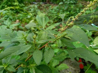 Spiny amaranth, Spiny pigweed, Prickly amaranth or Thorny amaranth (Amaranthus Spinosus) is the spiky tree growing in the nature herb garden
