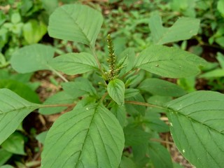Spiny amaranth, Spiny pigweed, Prickly amaranth or Thorny amaranth (Amaranthus Spinosus) is the spiky tree growing in the nature herb garden