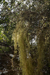 Waihaha. Near Lake Taupo. New Zealand. Forest.