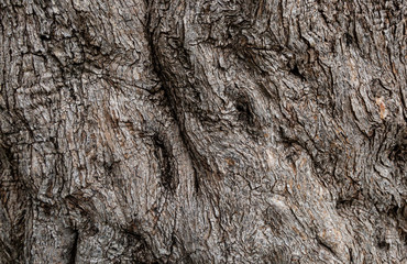 tree bark texture