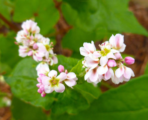 Buckwheat flower. Blossoming buckwheat steam on a green leaves background. Growing own healthy food. Closeup, selective focus