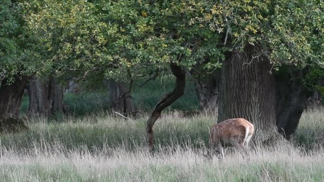 Red deer (Cervus elaphus) stag with hind licking and sniffing the air while running away in forest during the rut in autumn / fall