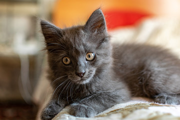 A small kitten with tassels on its ears and gray   Maine Coon fur in the home for maintenance and   care frolics and plays like a child