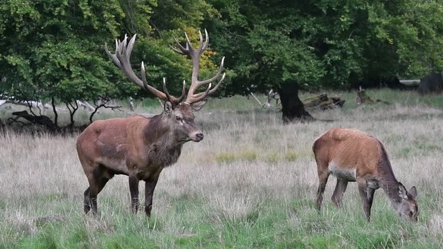 Red deer (Cervus elaphus) stag / male with huge antlers and hind / female in oak forest during the rut in autumn / fall