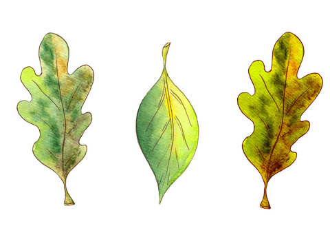 Hand drawn watercolor autumn mini set of green leaves on white background.