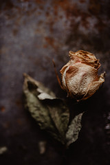Trauer, Traurigkeit, Verlust -  verwelkte Rosen auf verrosteten Blech als Hintergrund  mit Tropfen