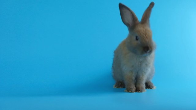 Brown little rabbit stand on blue screen background.easter bunny.