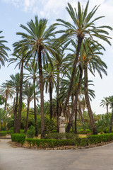 Fototapeta na wymiar Coconut Palms Tropical Park in Palermo, Sicily - Italy.