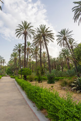 Fototapeta na wymiar Coconut Palms Tropical Park in Palermo, Sicily - Italy.
