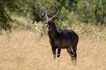 Fototapeta premium Male Defassa waterbuck eyes camera from grass
