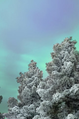 snow covered pine trees and cloudy sky in winter, view of northern lights
