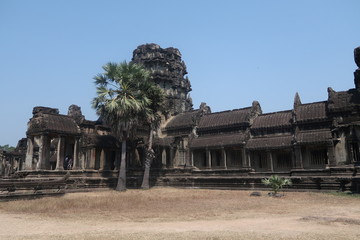 tropical palm trees in front of ancient angkor wat temple ruins, hot dry day in cambodia, blue sky