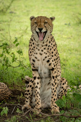 Male cheetah sits yawning widely in shade