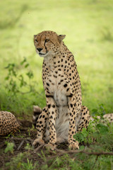 Male cheetah sits under tree turning head