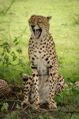 Male cheetah sits yawning with eyes closed