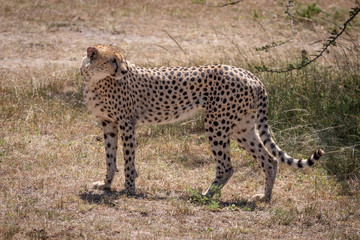 Male cheetah stands by bush looking back