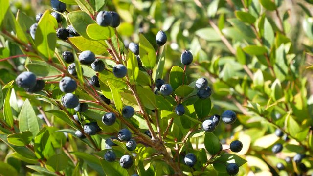 Myrtus communis, myrtle plant with ripe berries in natural environment. scented plant of the Mediterranean scrub