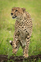 Male cheetah steps onto branch looking up