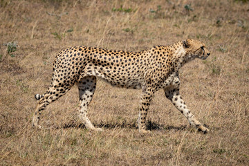 Male cheetah walks across grass in sunshine
