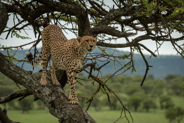 Male cheetah stands on trunk looking right