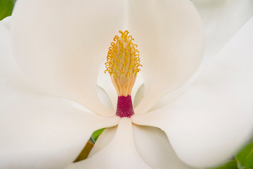 Close up at a delicate flowering Magnolia blossom, in spring Greece