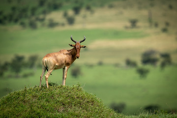 Male hartebeest stands on mound watching camera