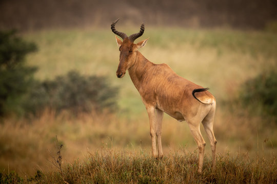 Male hartebeest stands on mound turning head