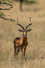 Male impala stands in shade of tree