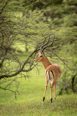 Male impala stands looking round in trees - obrazy, fototapety, plakaty